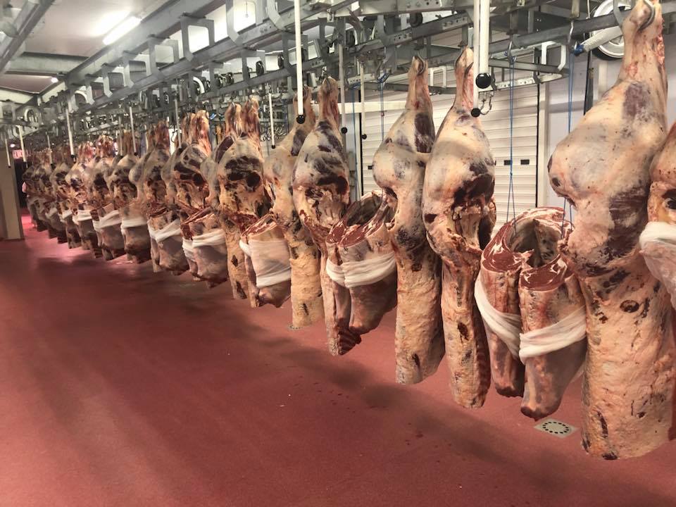 HILAL MEAT GROUP Inc. Beef Carcass info@hilalmeatgrup.com httpshilal-meat.com 0781