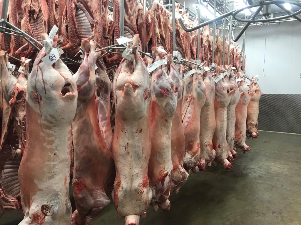 HILAL MEAT GROUP Inc. Lamb Carcass info@hilalmeatgrup.com httpshilal-meat.com 254