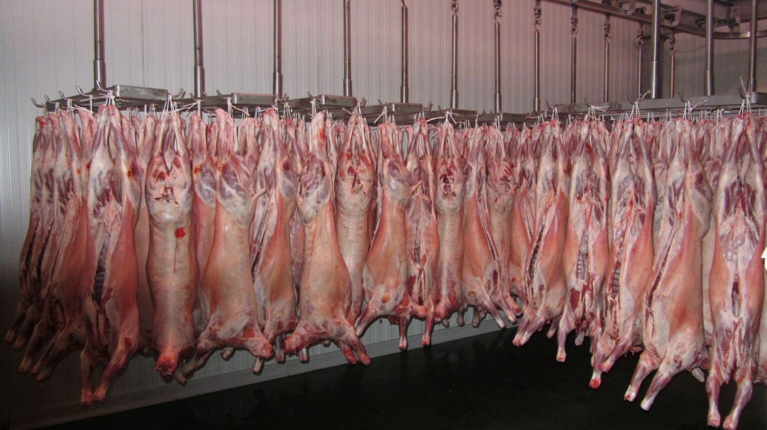 HILAL MEAT GROUP Inc. Lamb Carcass info@hilalmeatgrup.com httpshilal-meat.com 311