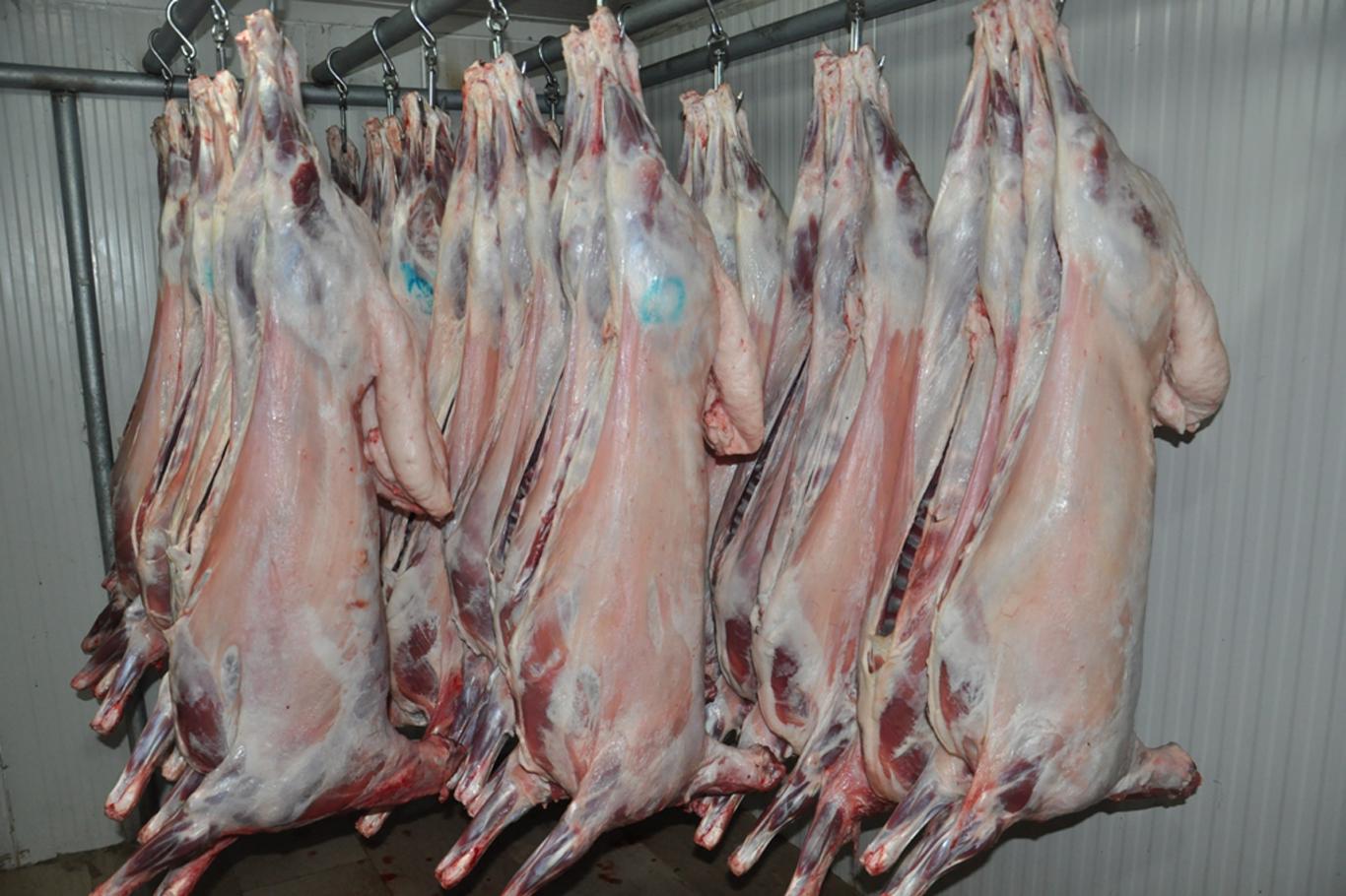 HILAL MEAT GROUP Inc. Lamb Carcass info@hilalmeatgrup.com httpshilal-meat.com 55