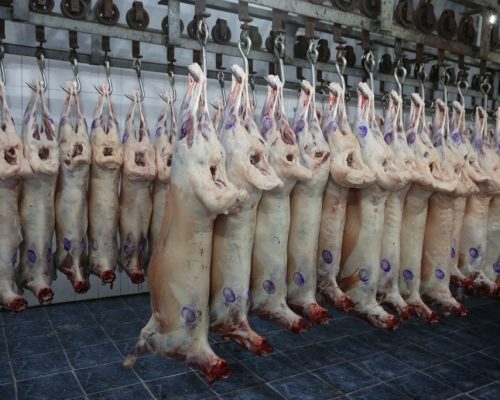 HILAL MEAT GROUP Inc. Lamb Carcass info@hilalmeatgrup.com httpshilal-meat.com 42